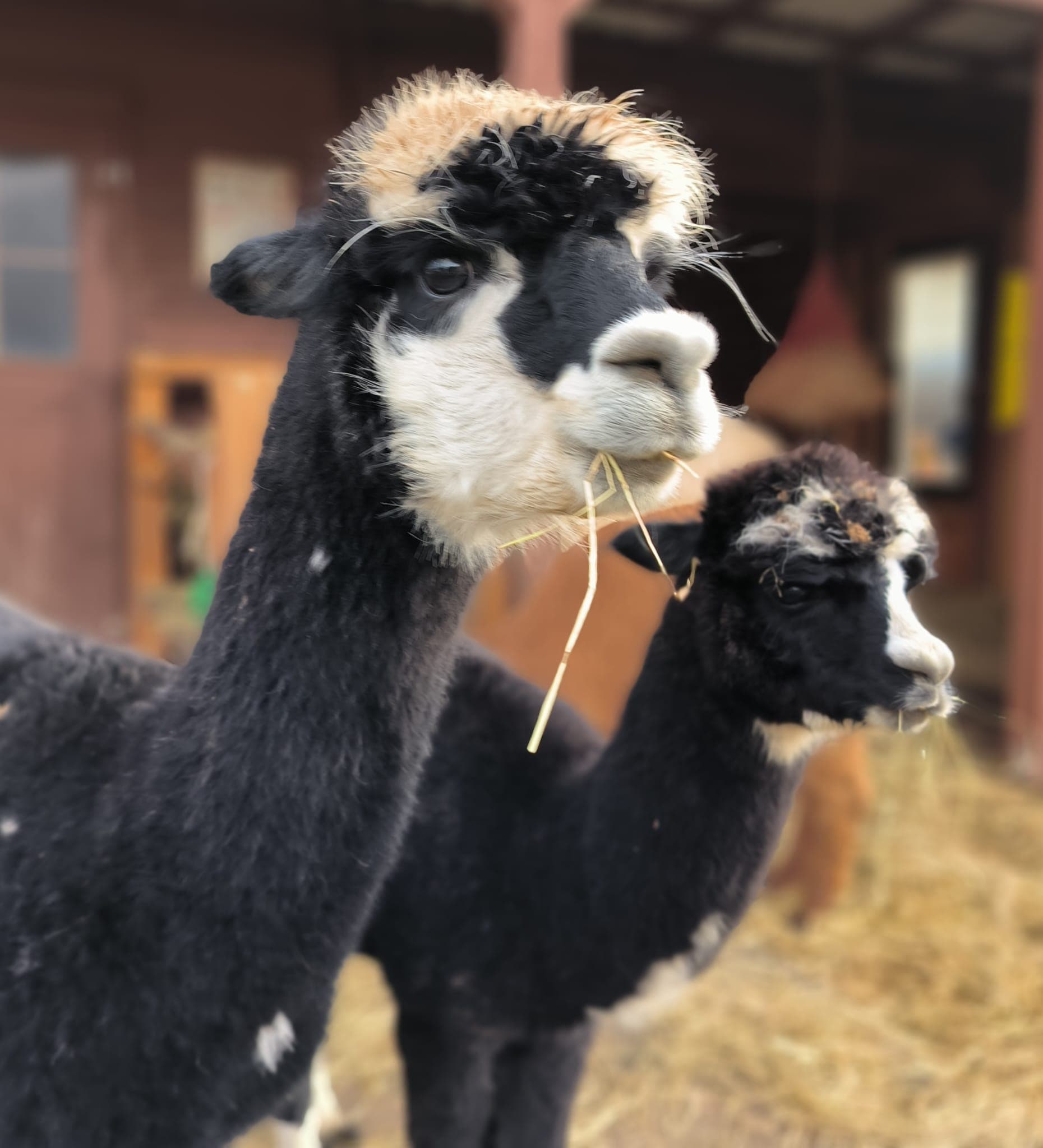 Tiergestützte Therapie in der Natur